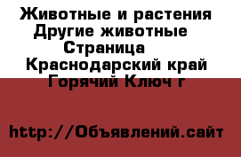 Животные и растения Другие животные - Страница 2 . Краснодарский край,Горячий Ключ г.